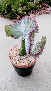 If you are wondering how often to water cactus indoors you are not alone. Glued Pebble Cover I Have Seen At Least 3 Youtube Videos Of People Busting Coral Cactus Out Of Glued Rock Covers Any Reason I Shouldn T Do It Why Do Farms Glue The