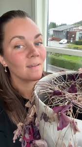 Etter at Oxalis triangularis har trukket næringen tilbake i knollen, får  den hvile mørkt og kjølig i hagestua 🍂, Der er det frostfritt, men kaldt  nok til å gi den ekte vinterhvile ❄️, Slik lagrer den ...