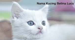 Nama kucing yang bagus dalam islam youtube di 2020 kucing kucing betina kucing lucu. Mantab Nama Kucing Betina Awalan H Terbaru Dan Artinya Tabir Dakwah
