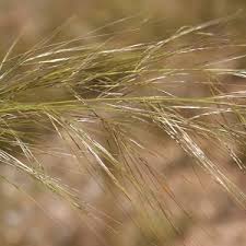 Image result for Aristida diffusa
