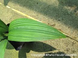 Image result for Curculigo latifolia