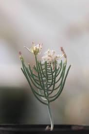 Image result for Eriospermum