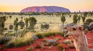 No trip to alice springs is complete without a ride on a camel. Outback Adventure Serendipity