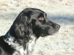 Image result for Velký münsterlandský ohař