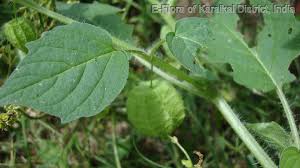 Image result for Physalis lagascae