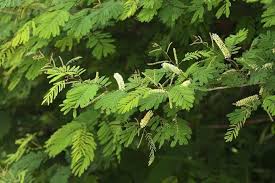 Image result for Acacia brevispica