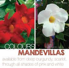We did not find results for: Mandevilla Large Flower Plant Climber About The Garden Magazine