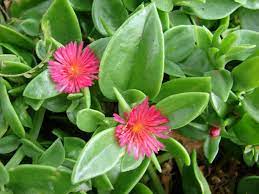Aptenia Cordifolia Baby Sun Rose World Of Succulents Plants Blooming Succulents Succulents