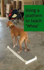 40 Service Dog Ideas Service Dogs Service Dog Training Service Animal