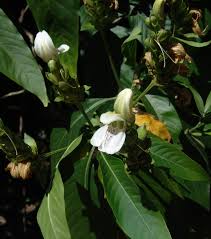 Image result for Justicia stachytarphetoides