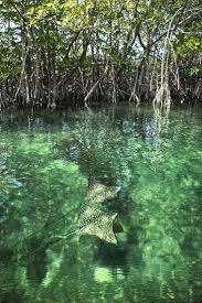 St Thomas Mangrove Lagoon And Cas Cay Kayak Hike And Snorkel Tour Mangrove Forest Mangrove St Thomas Virgin Islands