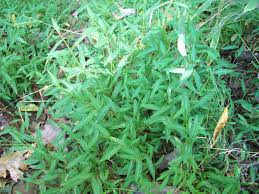 Image result for Microstegium fasciculatum