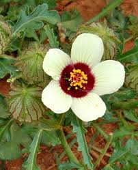 Image result for Hibiscus trionum