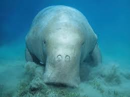 Memorandum of understanding on the conservation and management of dugongs (dugong dugon) and their habitats throughout their range. Dugong Species Wwf
