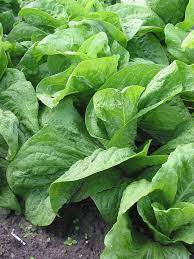 Maybe you would like to learn more about one of these? File Groenlof Cichorium Intybus Var Foliosum Jpg Wikimedia Commons