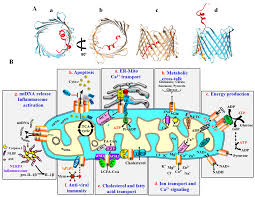 Decoding Cancer through Silencing the Mitochondrial Gatekeeper VDAC1