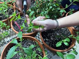Check spelling or type a new query. Helping Stevia Plants Brave The Cold Eurekalert