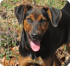 Black And Tan Australian Shepherd Black And Tan Coonhound Australian Shepherd Mix Google Search Australian Shepherd Pharaoh Hound Australian Shepherd Mix
