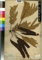 Image result for Albizia zimmermannii