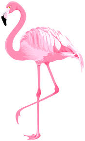Pink Flamingo Png Clipart Gallery Yopriceville High Quality Flamingo Illustration Flamingo Clip Art Flamingo Pictures