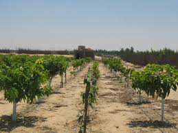 رؤية المانجو في المنام تدل علي الاعمال الصالحة والتجارة الحلال لأن المانجا تنموا أكثر في النهار والنور والضوء العالي والنور في المنام يعني الهداية والحق وحلال الله. Ù…Ø±Ø§Ø­Ù„ Ù†Ù…Ùˆ Ø´Ø¬Ø±Ø© Ø§Ù„Ù…Ø§Ù†Ø¬Ùˆ ÙˆÙƒÙ… ÙƒÙŠÙ„Ùˆ Ø§Ù†ØªØ§Ø¬Ù‡Ø§ Ø³Ù†ÙˆÙŠØ§ Ø§Ù„Ù…Ø±Ø³Ø§Ù„