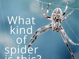 Female black widows are perhaps the most easily identifiable spider in human history. Spider Identification Guide With Photos Owlcation