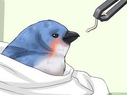 Browse and shop the range of mothercare products currently at boots. How To Clean A Bird 10 Steps With Pictures Wikihow