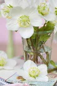 Luckily you can learn how to grow flowers from a bouquet! Flower Of The Month December The Christmas Rose Florismart