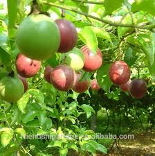 Simpson nurseries produces pecan trees, fruit trees, shade trees, flowering trees, deciduous shrubs and evergreens, amoungst our general nursery stock. High Quality Wholesale Passiflora Edulis Passion Fruit Seedling Trees Buy Passion Fruit Seedling Trees Passionfruit Seedling Trees Grafting Fruit Plants Product On Alibaba Com
