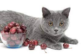 Also, remove the pit as it might. Can Cats Eat Cherries Or Are There Potential Risks