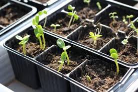 If you live in an area that experiences harsh winters it really cuts down on the time you have garden each. Get A Head Start Gardening By Starting Seeds Indoors News Norfolkdailynews Com