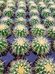 This article will explain how fast cacti grow and how large they get. Golden Barrel Cactus From San Diego California Echinocactus Grusonii A Beautiful And Fast Growing M Golden Barrel Cactus Echinocactus Grusonii Barrel Cactus