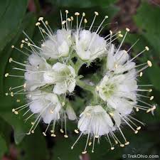 This month's full moon got its name from the flowers which bloom in north. Common Spring Wildflowers In Ohio Trekohio