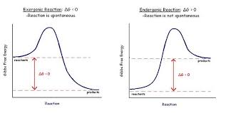 Structural Biochemistry Enzyme Gibbs Free Energy Graph