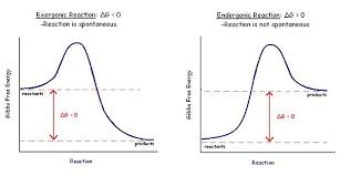 Structural Biochemistry Enzyme Gibbs Free Energy Graph