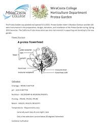 Image result for Protea welwitschii × angolensis