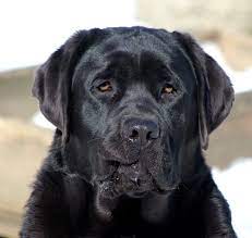 Fieldstone labs have the freedom to enjoy our country setting, with all the wonderful benefits of nature; Dole Hill Labradors Labrador Retrievers Puppies Puppies For Sale