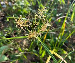 Image result for Cyperus sp.no.7