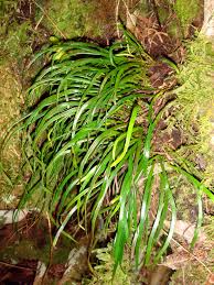 Image result for Vittaria reekmansii