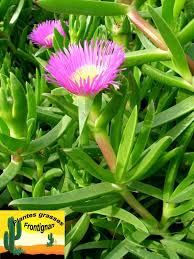 Ficoide Griffes De Sorciere Jardin Du Sud Plante Succulente Arbuste Fleur Rose
