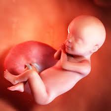 Watch Your Baby’s Growth at Week 30