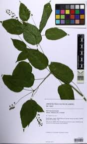 Image result for Hilleria latifolia