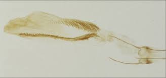 Image result for Delplanqueia inscriptella