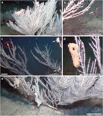 Image result for Tritonia moggii