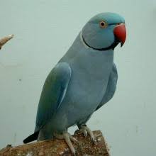 Image result for Cobalt Ringneck