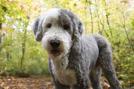 Since the long shaggy hair can. Old English Sheepdog My Pet World