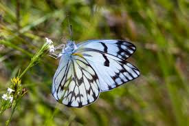 Image result for Cadaba termitaria