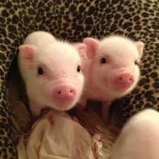 I Am Looking For Pig Owners To Hear Their Stories Cute Baby Animals Cute Animals Baby Pigs