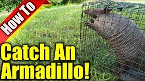 Woodchucks, armadillos and raccoons all have one thing in common: Armadillo Trap How To Get Rid Of Armadillos Youtube