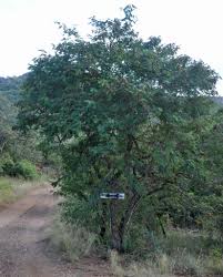 Image result for Acacia ataxacantha